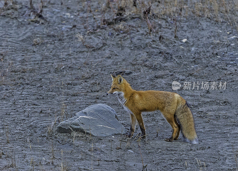 红狐(Vulpes Vulpes)是真正的狐狸中最大的，也是食肉目中地理分布最广的成员，分布在整个北半球，从北极圈到北非，中美洲和亚洲。其范围哈